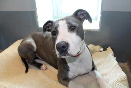 An adult medium-sized female Mixed Breed dog named Nunu for adoption in New Orleans, LA