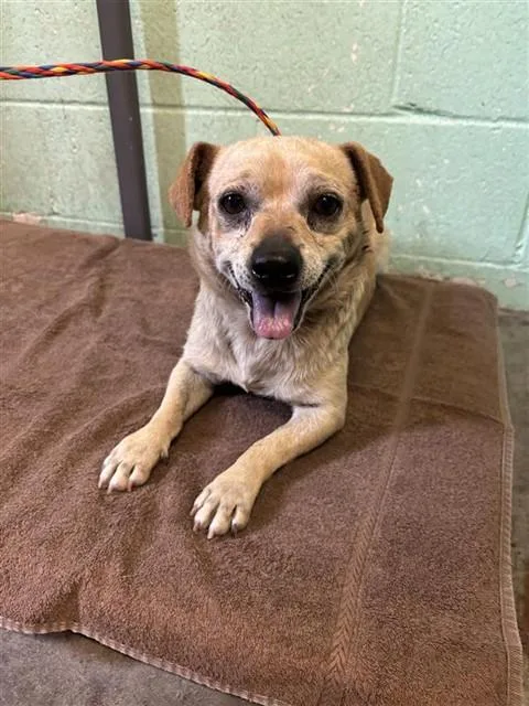 An adult small-sized male Terrier dog named Enrique for adoption in Sacramento, CA