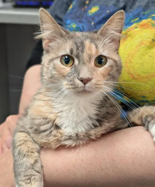 A young medium-sized female Domestic Medium Hair cat named Dove for adoption in Canfield, OH