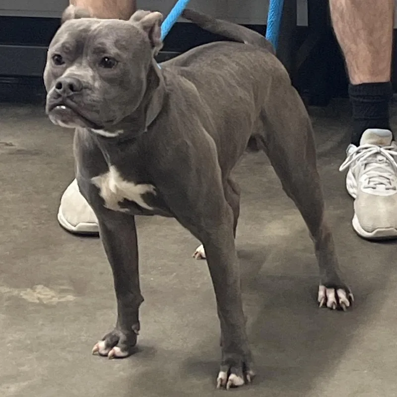 An adult medium-sized male Gray / Blue / Silver Terrier dog named Moe for adoption in Tampa, FL