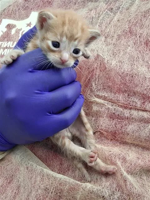 A baby medium-sized male Domestic Short Hair cat named Turtle for adoption in Dallas, TX
