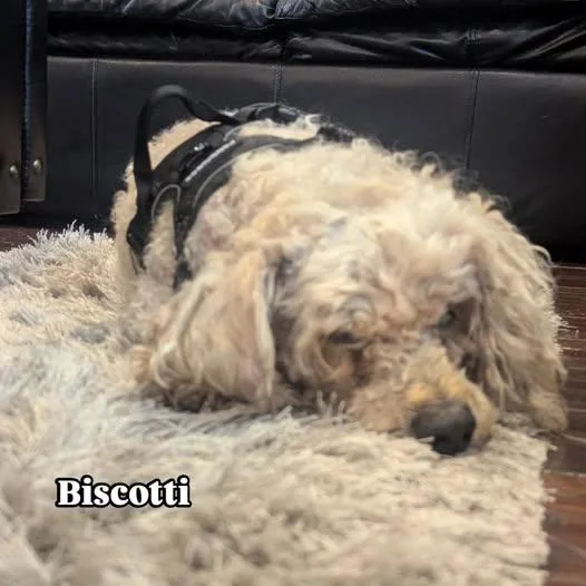 A senior small-sized female Cockapoo dog named Biscotti for adoption in Havertown, PA