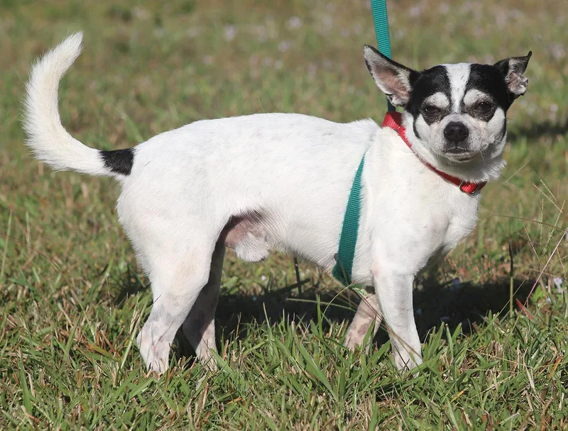 Bandito  Medical Hold thumbnail 2