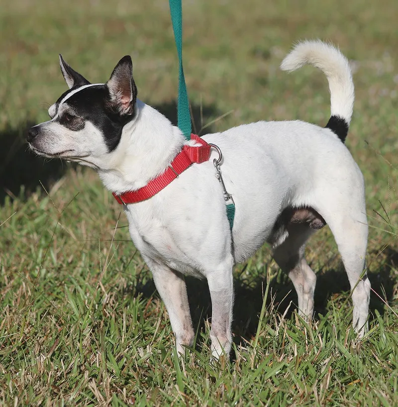 Bandito  Medical Hold thumbnail 3