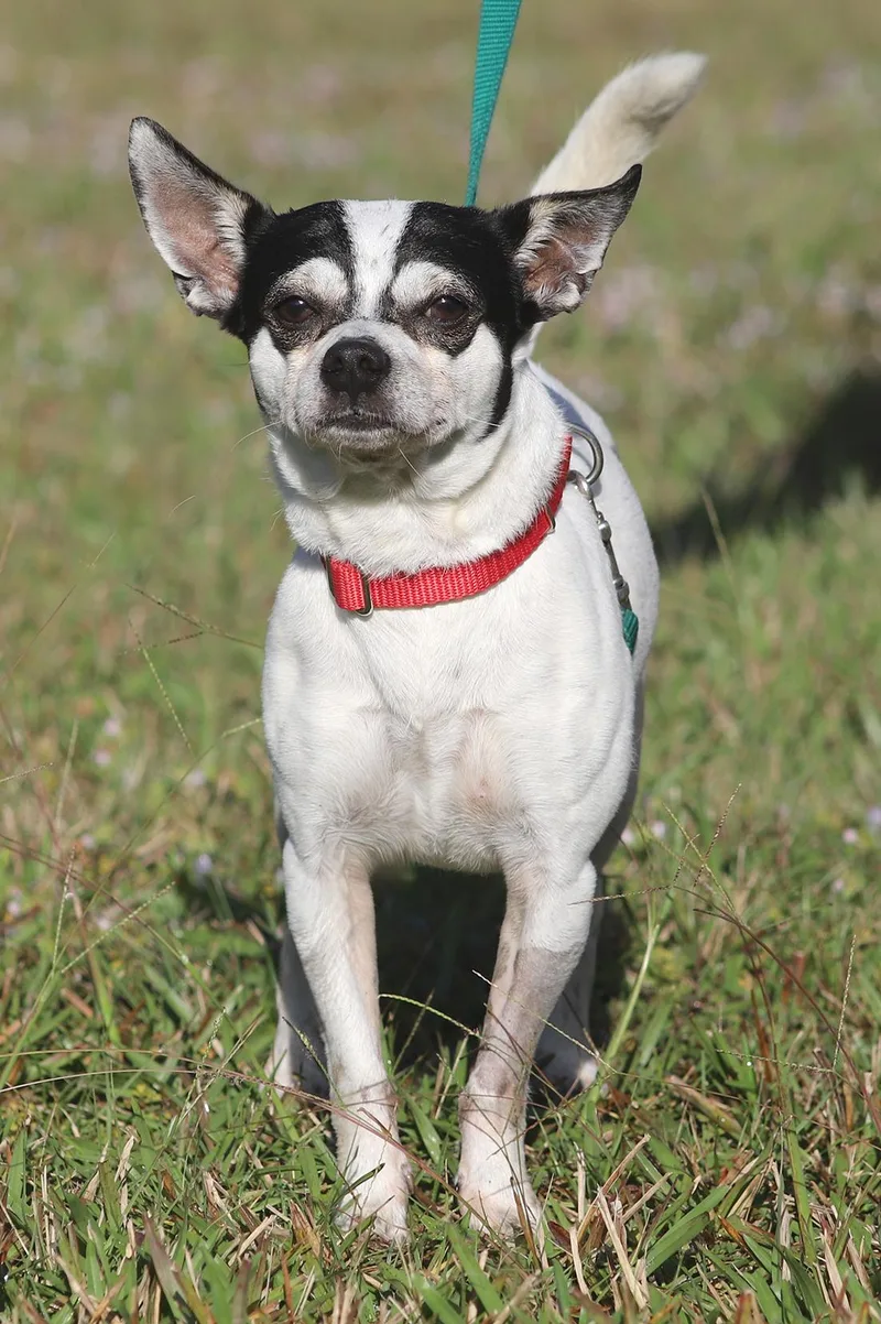 Bandito  Medical Hold