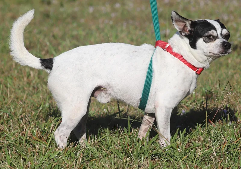 Bandito  Medical Hold thumbnail 4