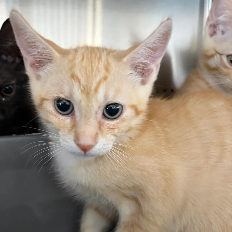Ziggy