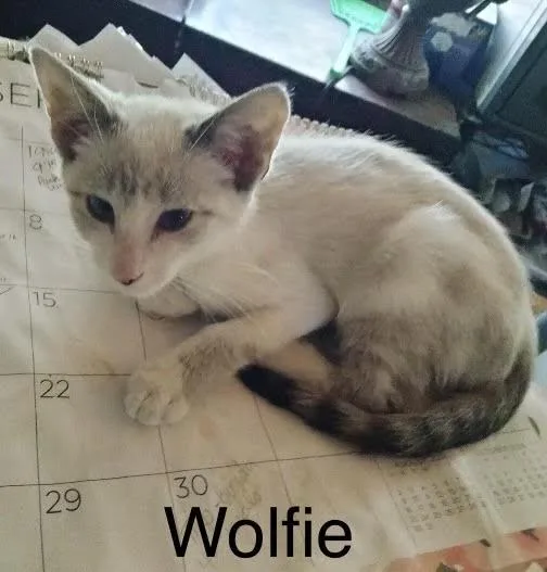 A baby small-sized male Lilac Point Domestic Short Hair cat named Wolfie for adoption in Herculaneum, MO