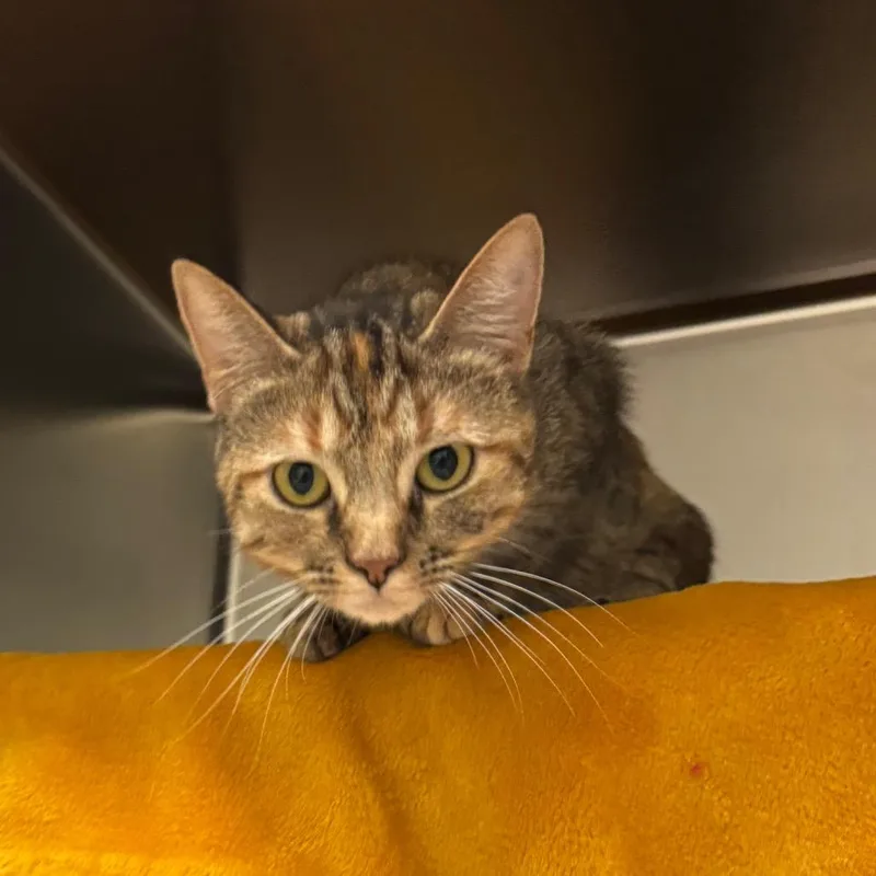 A young medium-sized female Torbie Domestic Short Hair cat named Karie for adoption in Charlottesville, VA
