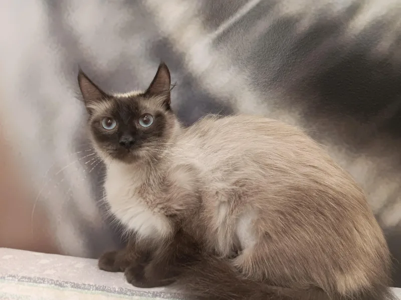 An adult medium-sized female Seal Point Ragdoll cat named Leigha for adoption in North East, MD