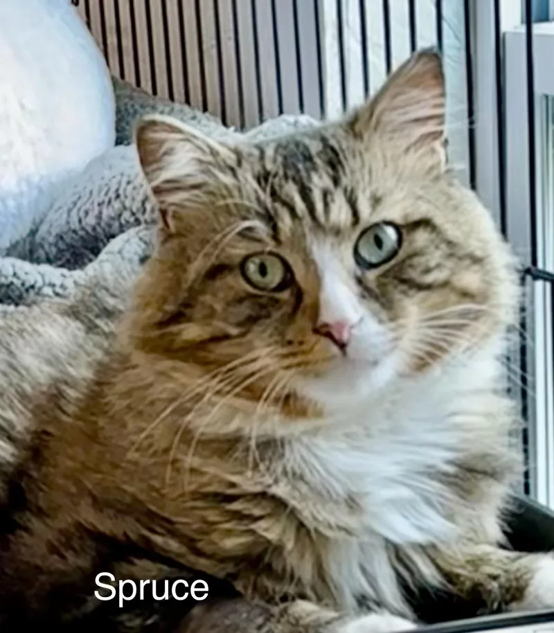 An adult medium-sized male Domestic Medium Hair cat named Spruce for adoption in Wells, ME