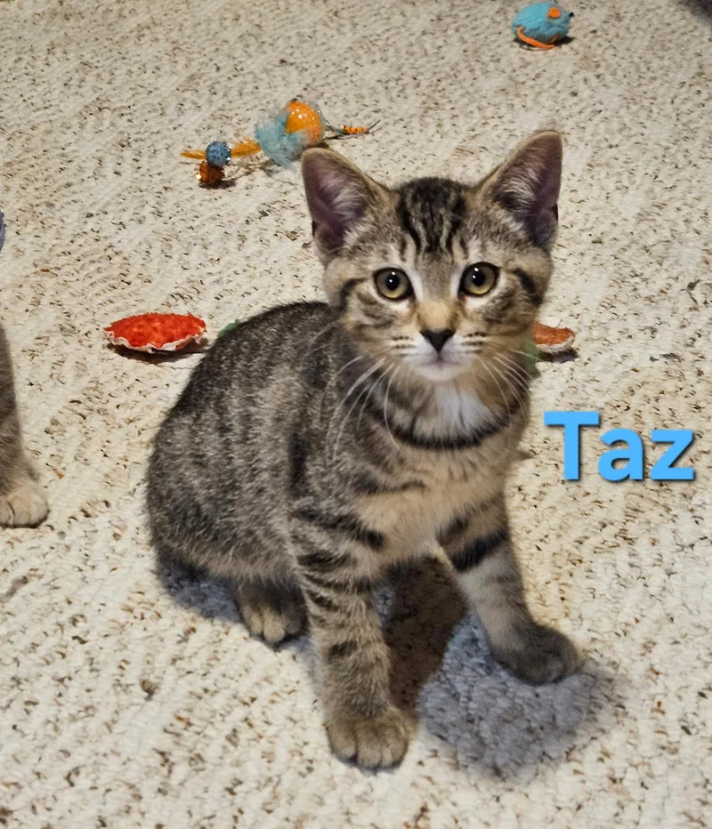 A baby small-sized male Tabby (Brown / Chocolate) Domestic Short Hair cat named Taz for adoption in Hartville, OH