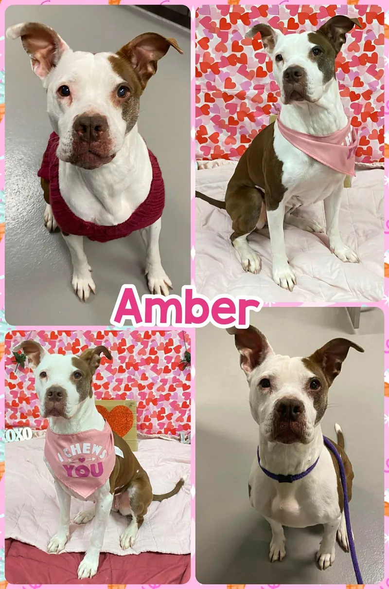 Amber
