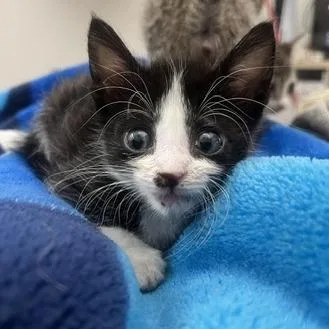 A baby small-sized female Domestic Short Hair cat named Dandelion for adoption in San Antonio, TX