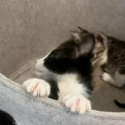 Dandelion thumbnail 4