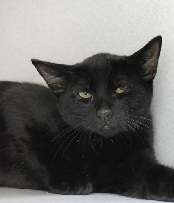A young medium-sized male Black Domestic Short Hair cat named Archimedes for adoption in Marietta, GA