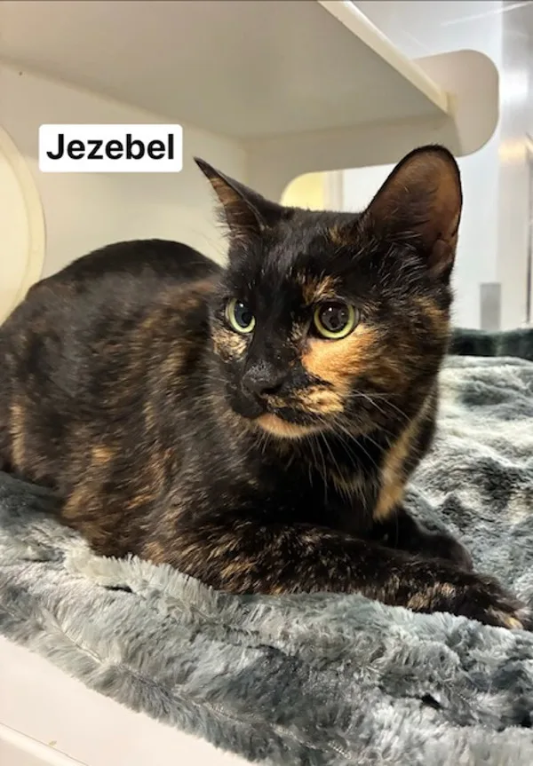 An adult medium-sized female Domestic Short Hair cat named Jezebel for adoption in Topeka, KS