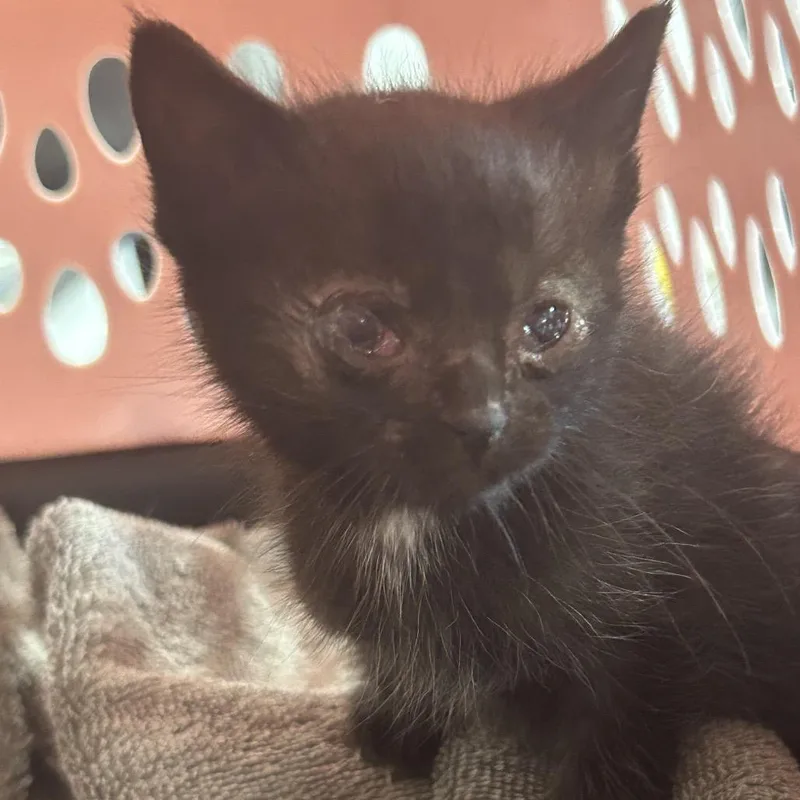 A baby small-sized male Black Domestic Short Hair cat named Mike Wazowski for adoption in Newark, NJ
