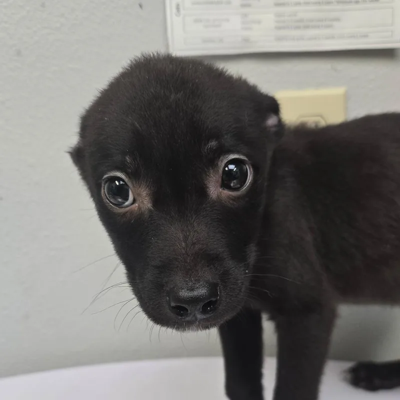 A baby small-sized female Black Terrier dog named Oracle for adoption in San Jacinto, CA