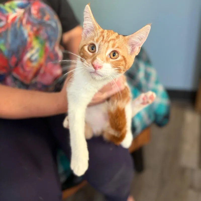 A baby medium-sized male Maine Coon cat named Prince for adoption in Sequatchie, TN