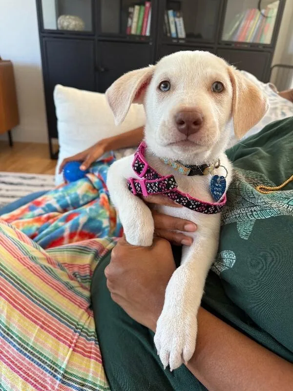 A baby medium-sized female White / Cream Cattle Dog dog named Sugar for adoption in Fort Collins, CO