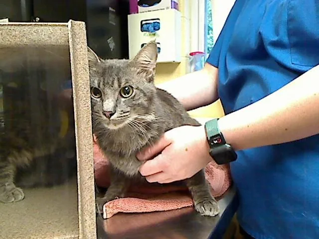 A young medium-sized male Domestic Medium Hair cat named Malik for adoption in Cookeville, TN