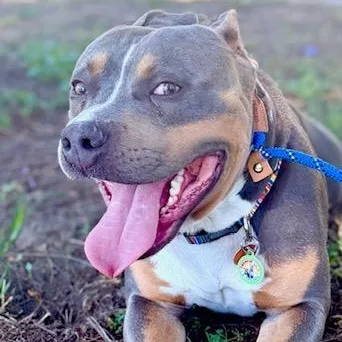 A young medium-sized male Gray / Blue / Silver American Staffordshire Terrier dog named Marshall for adoption in Sun Valley, CA