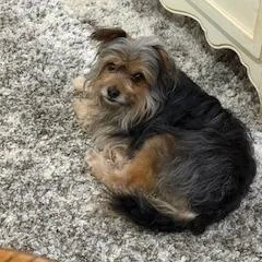 Linus