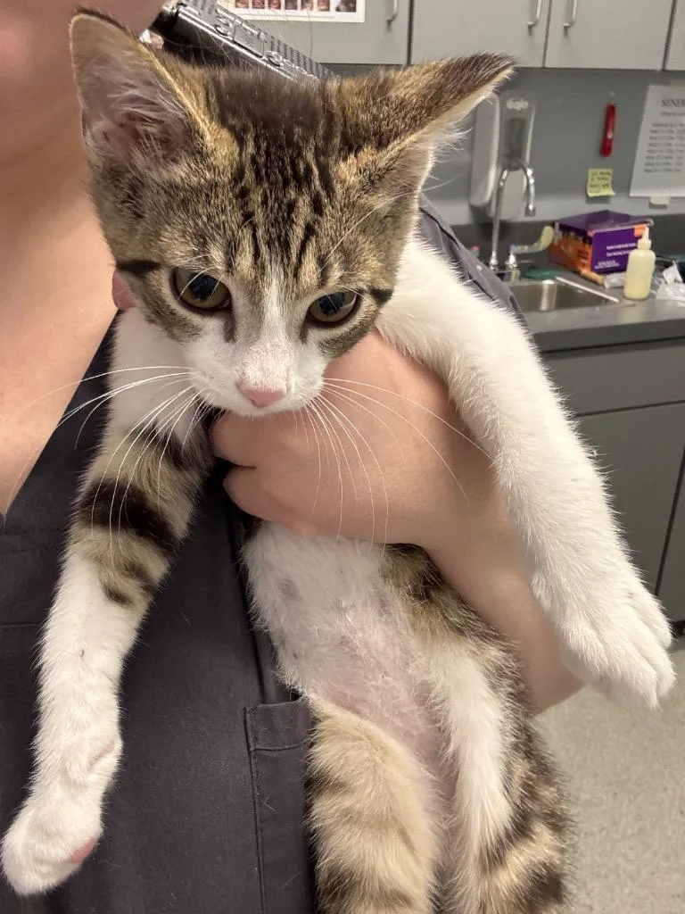 A baby medium-sized male Domestic Short Hair cat named Palm Tree for adoption in Bloomington, IN