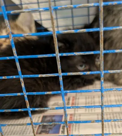 A baby small-sized female Domestic Short Hair cat named Nichecita for adoption in San Martin, CA