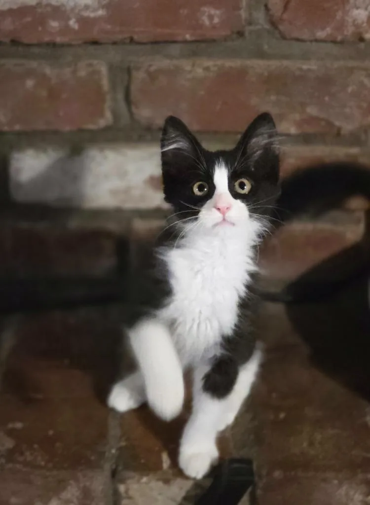 A baby medium-sized female Domestic Medium Hair cat named Brie for adoption in Chico, CA