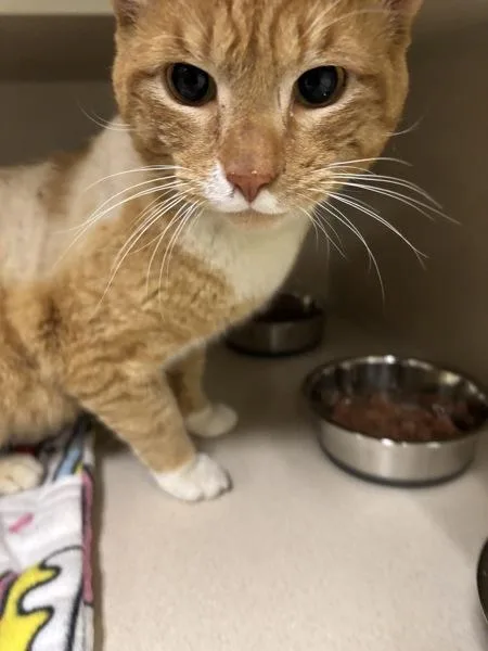 An adult medium-sized male Domestic Short Hair cat named Curry for adoption in Silverdale, WA