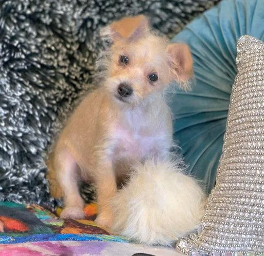 A baby small-sized female Yorkshire Terrier dog named Lulu Lemon for adoption in Anaheim Hills, CA
