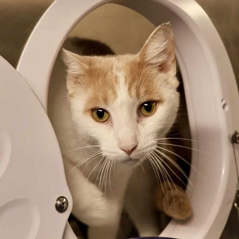 An adult large-sized male Orange / Red Domestic Short Hair cat named Melon for adoption in Briarcliff Manor, NY