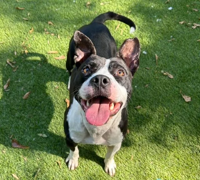 Beetlejuice  A thumbnail 2