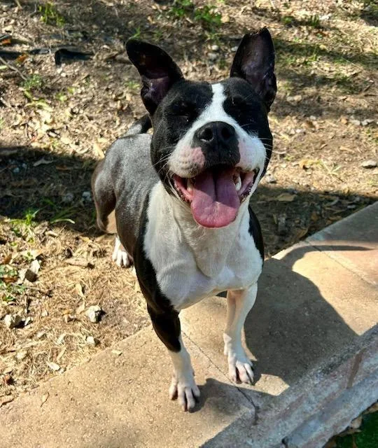 Beetlejuice  A thumbnail 3