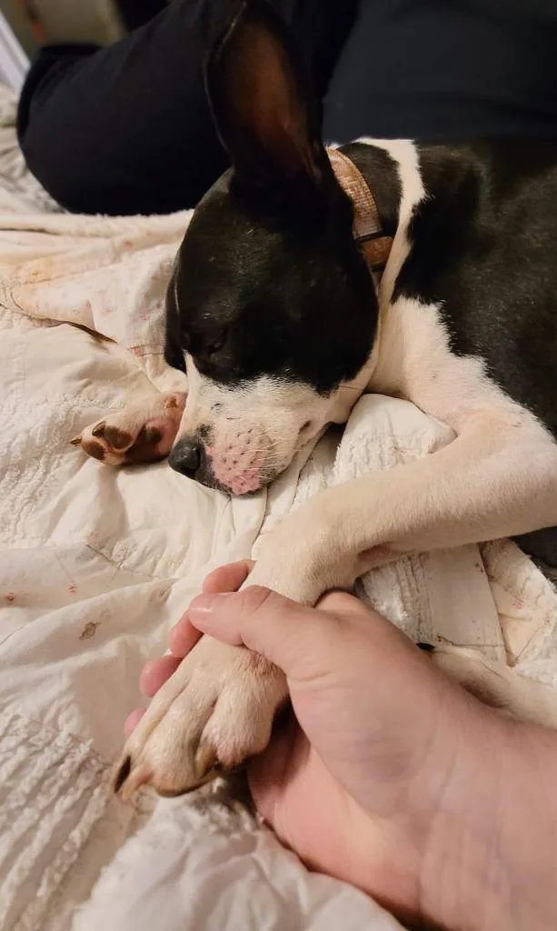 Beetlejuice  A thumbnail 4