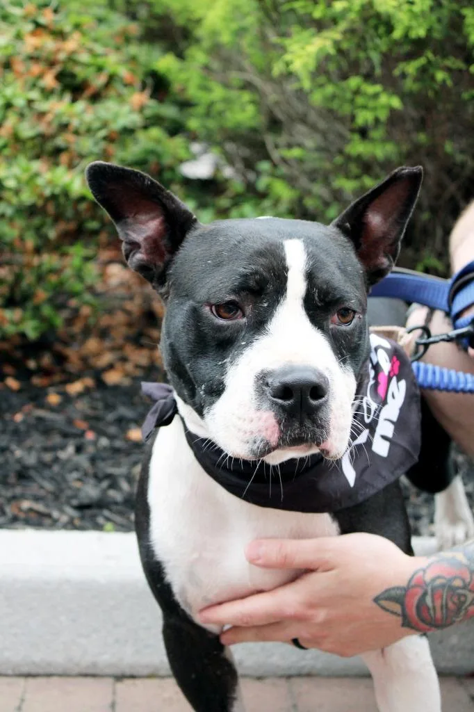 Beetlejuice  A thumbnail 6