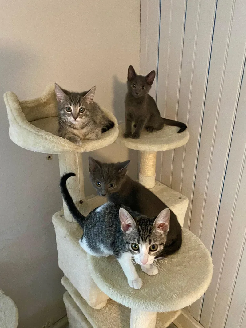 A baby medium-sized male Tabby cat named Gio for adoption in Maywood, IL