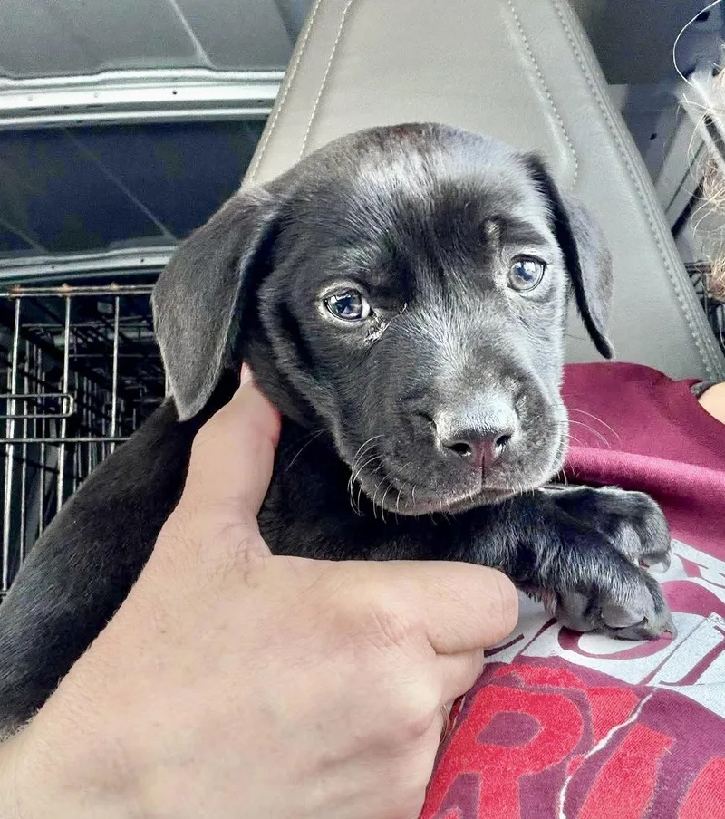 A baby medium-sized male Black Labrador Retriever dog named Token for adoption in Austin, TX