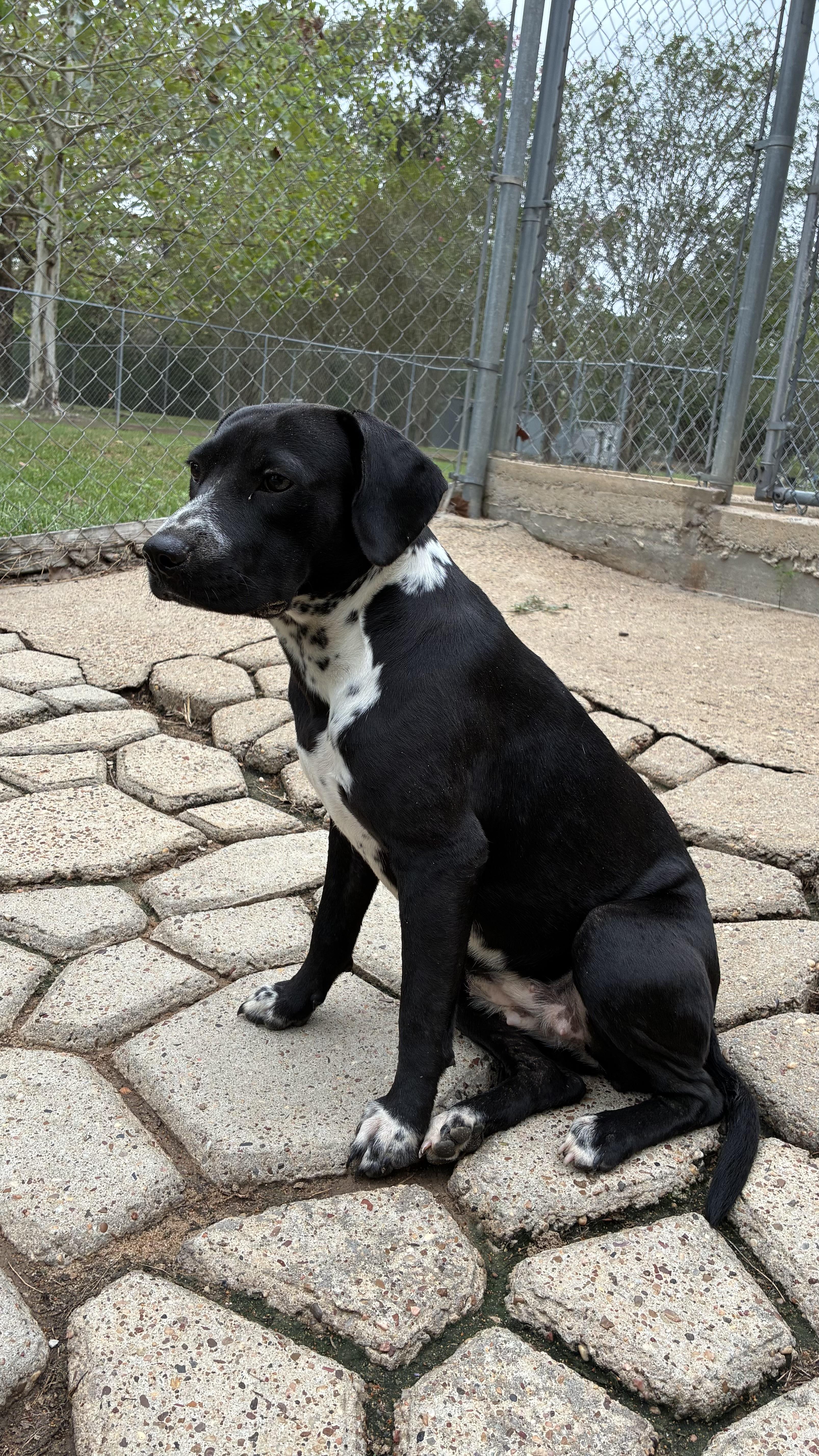 A young medium-sized female Black Labrador Retriever dog named Camilla for adoption in conroe, TX