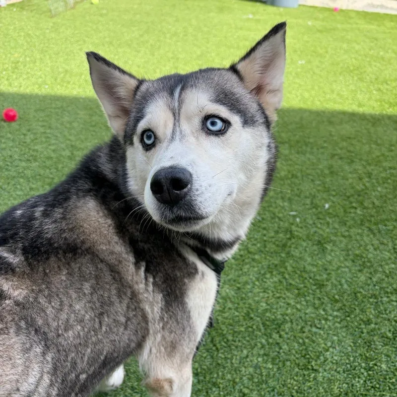 An adult medium-sized female Siberian Husky dog named Lexus for adoption in Bedford, NH