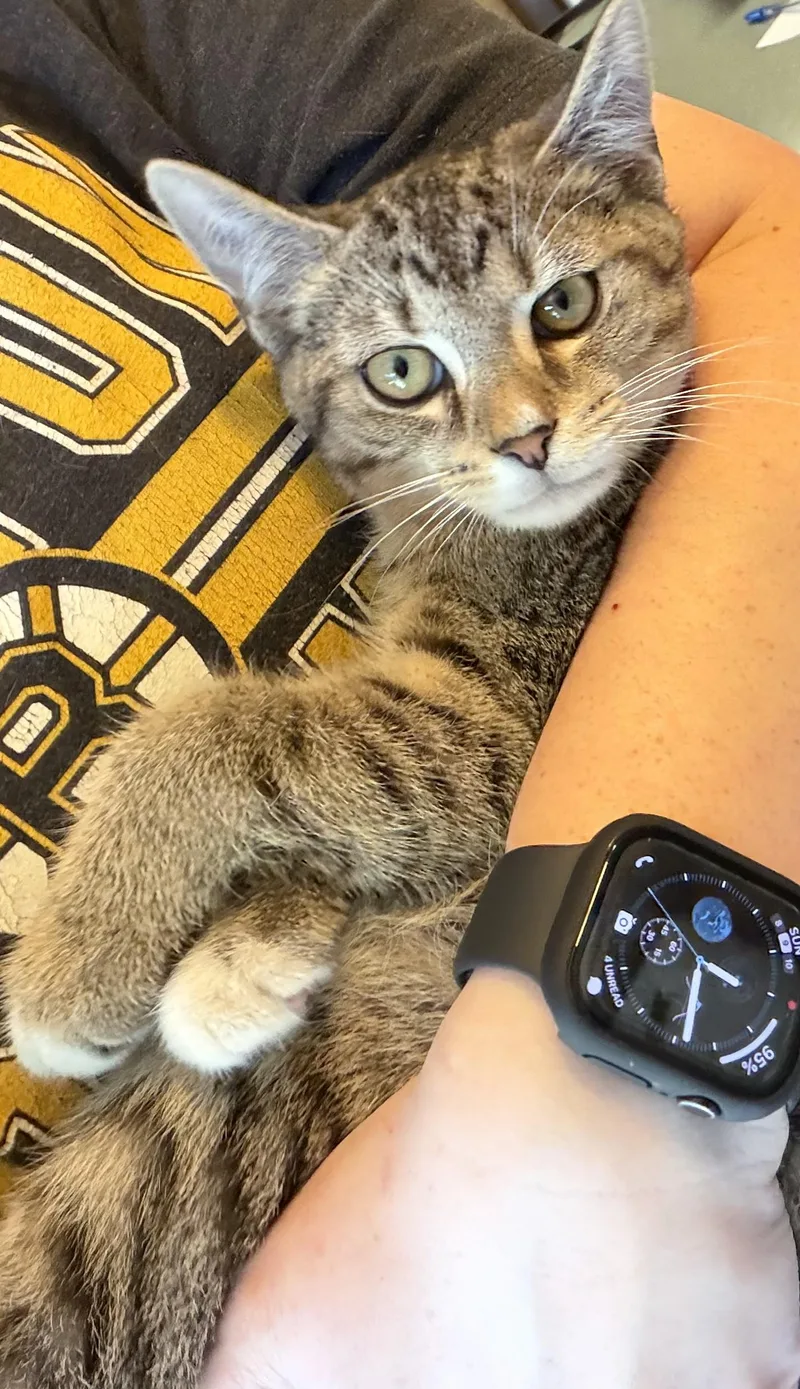 A baby medium-sized male Domestic Short Hair cat named Finn for adoption in Medina, OH