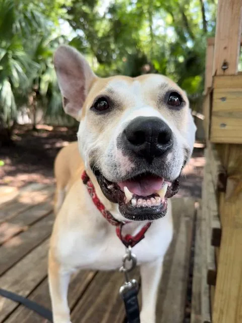 A senior medium-sized female Apricot / Beige Mixed Breed dog named Emory for adoption in Charleston, SC