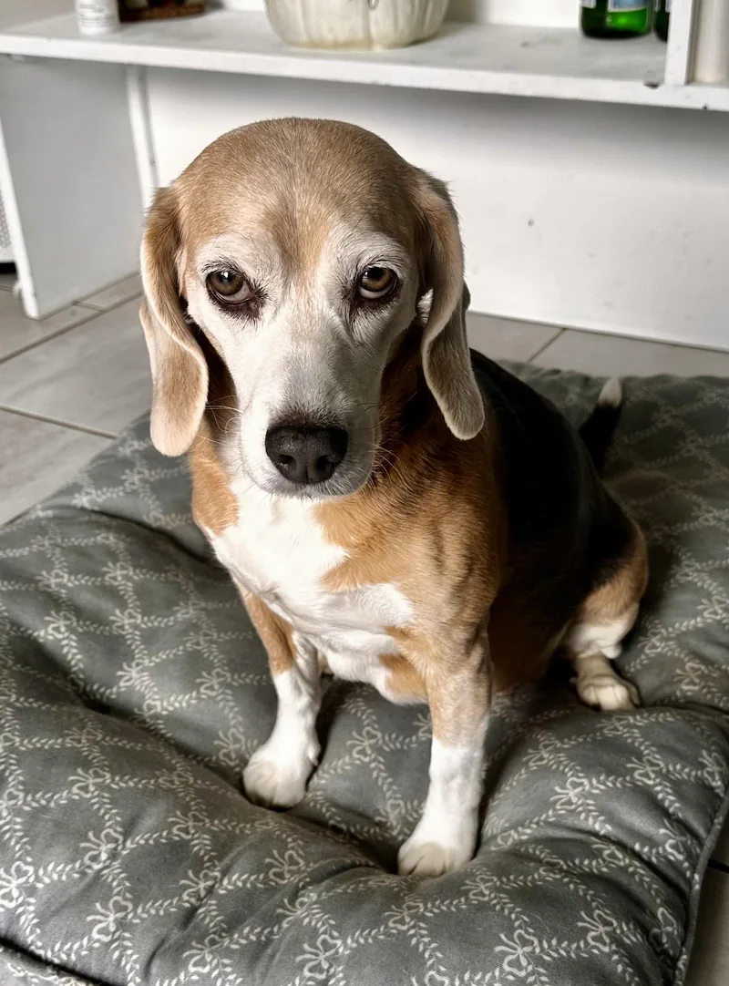 Bella  Mn thumbnail 2