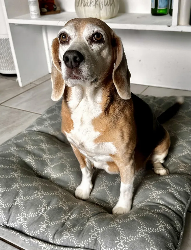 Bella  Mn thumbnail 3