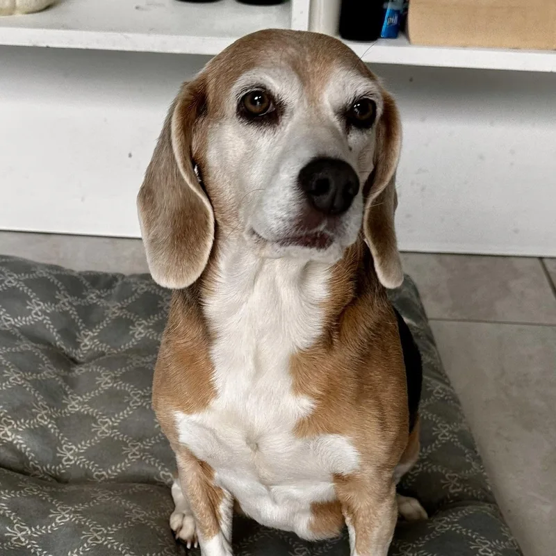A senior small-sized female Tricolor (Brown, Black, & White) Beagle dog named Bella  Mn for adoption in Albert Lea, MN