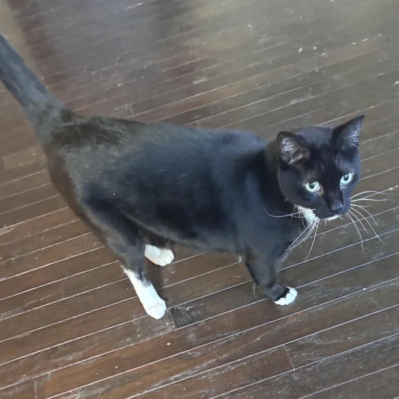A senior small-sized male Black Domestic Short Hair cat named Dr. Mario for adoption in Fredericksburg, TX