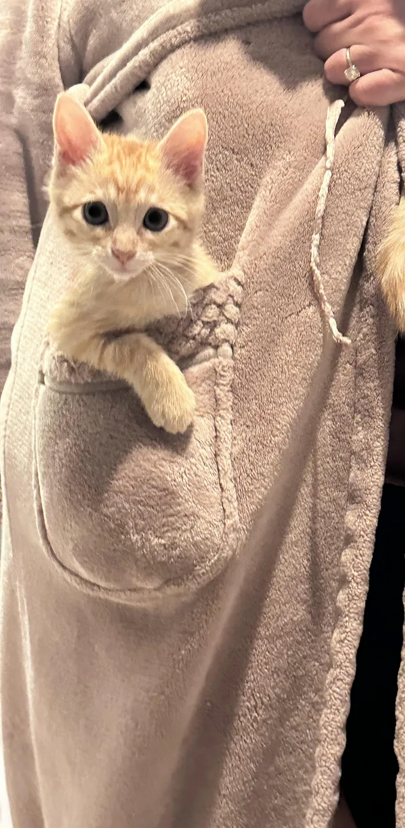 A baby medium-sized male Domestic Short Hair cat named Coming soon M for adoption in Stockton, CA