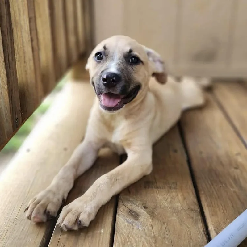 A baby medium-sized female Yellow / Tan / Blond / Fawn Mixed Breed dog named Destiny for adoption in Hopkinton, MA